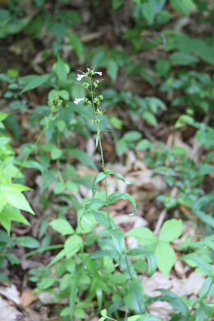 Eastern Smooth Beardtongue blooming in Charles Co., Maryland (6/9/2013).